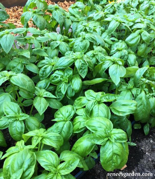 Italian Pesto Basil Kitchen Herbs Renee s Garden Seeds