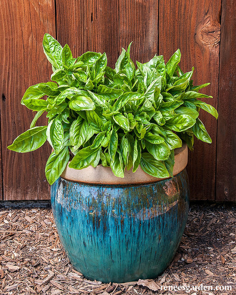 Italian Cameo Large Leaf Container Basil Renee s Garden Seeds