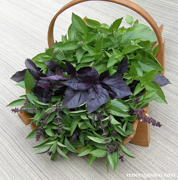 Scented Basil Trio Kitchen Herbs Renee s Garden Seeds