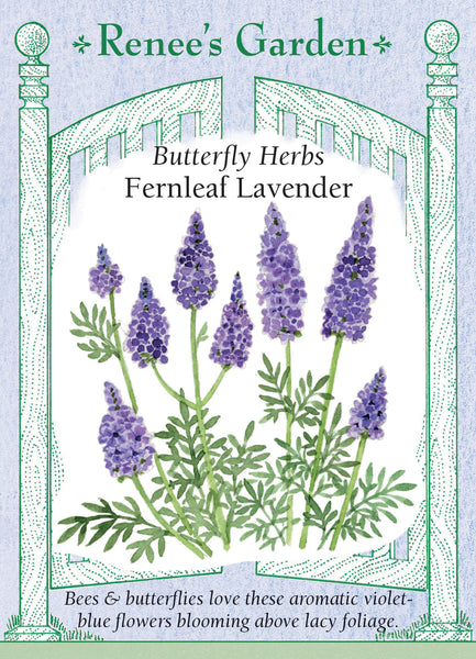 Fernleaf Lavender Plants: Tips For Growing Fernleaf Lavender In Gardens