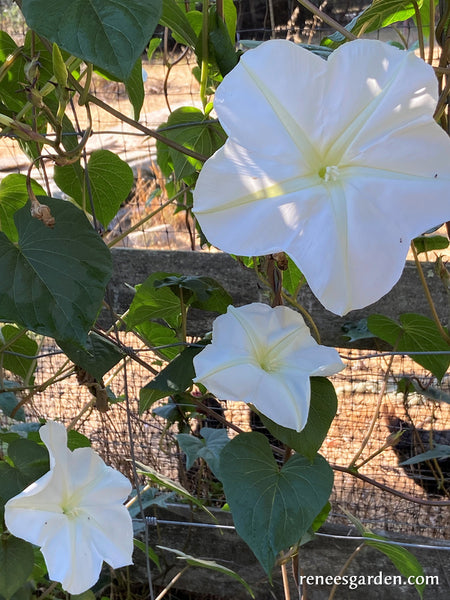 Moonflower Vine 🌕, huge white fragrant flowers that open in the