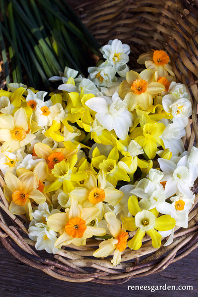 Narcissus Perfume Mix