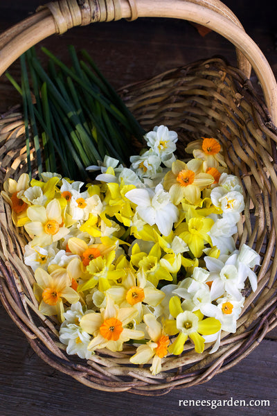 Narcissus Perfume Mix