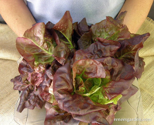 Little Gems, Cute, little baby romaine lettuce. (€ 2,75 for…