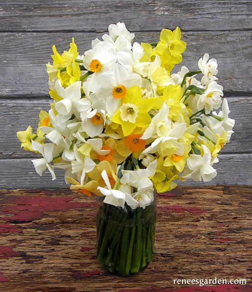 Narcissus Perfume Mix