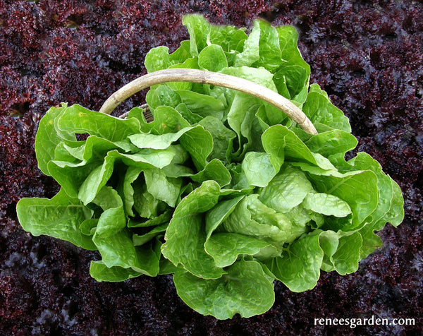 Little Gem-Type Trio - Bibb Lettuce Varieties