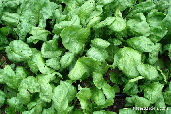 http://www.reneesgarden.com/cdn/shop/products/organic-spinach-regiment-03_grande.jpg?v=1663528847