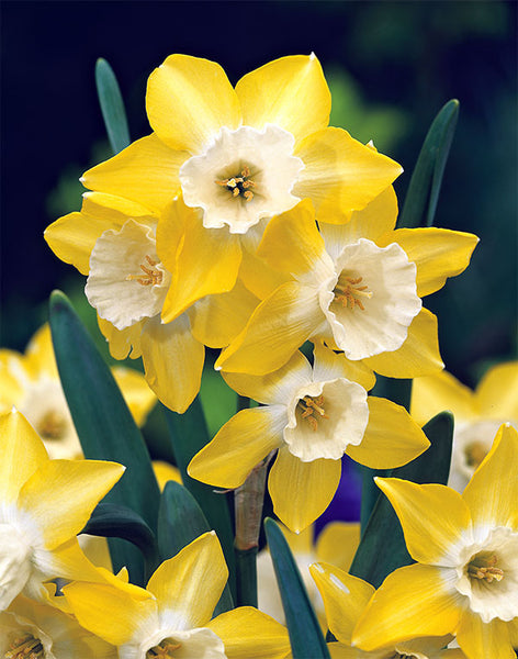 Narcissus Perfume Mix Renee s Garden Seeds