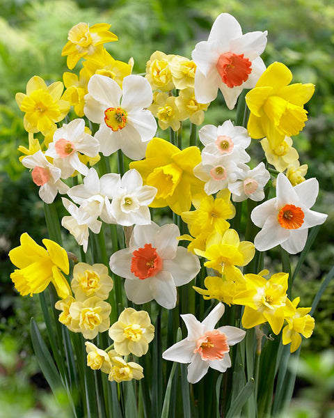 Narcissus Perfume Mix