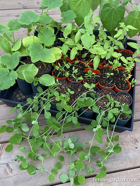 Sili-Seedlings® Seed Trays (@sili_seedlings) • Instagram photos and videos