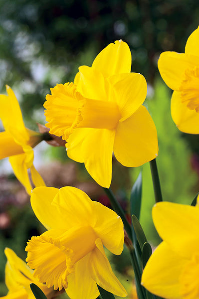 Yellow Daffodils, Yellow Daffodil Collection