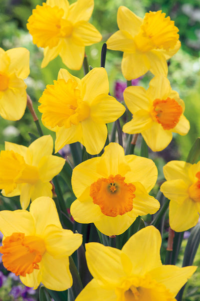 Trevithian Daffodil:Daffodil Bulbs