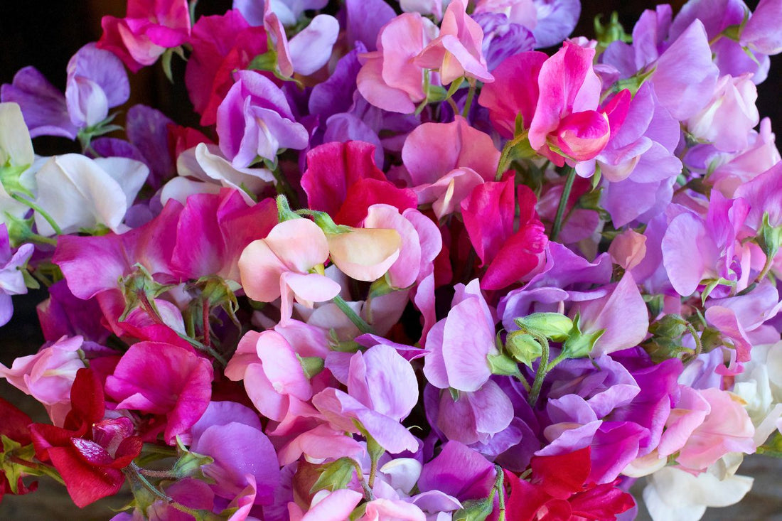 All About Sweet Peas