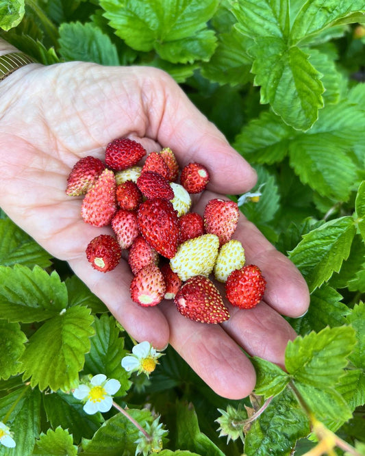 Growing Alpine Strawberries From Seed