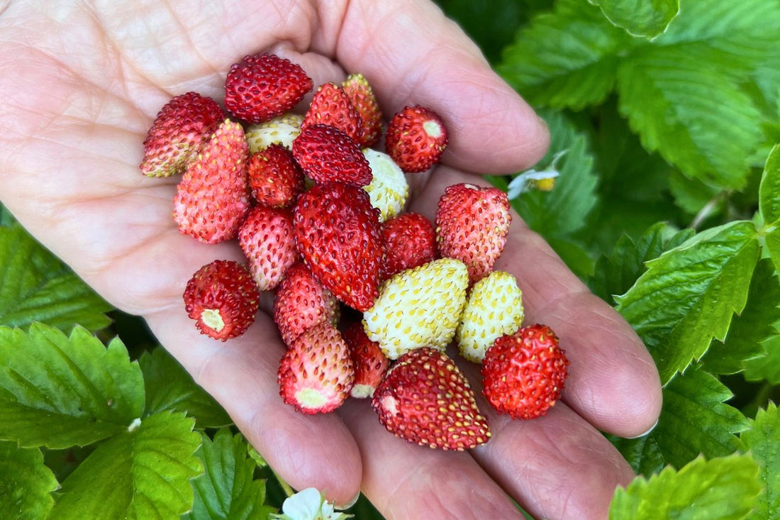 Luxury from the Garden: Alpine Strawberries