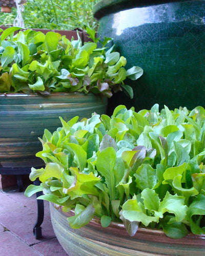 Sow and Grow Baby Lettuce in Containers