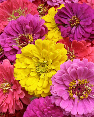 Grow Big, Beautiful Zinnias From Seed