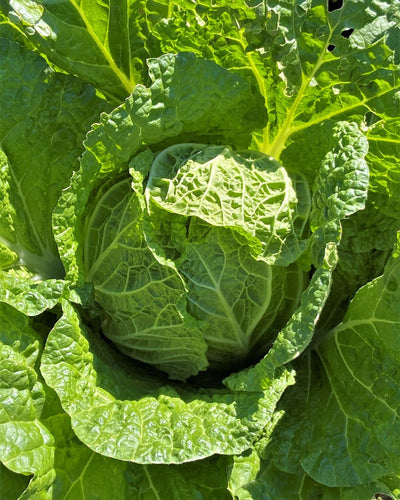 Grow Healthy, Pest Free Organic Brassicas