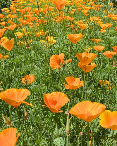 How To Grow Golden California Poppies