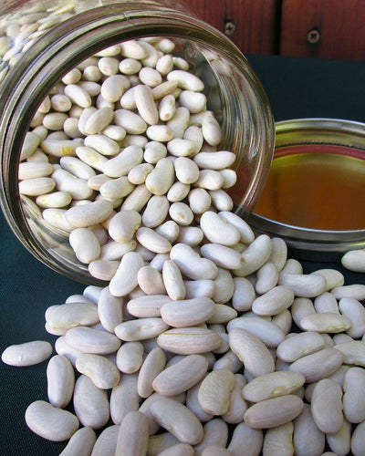 Harvesting and Storing Dried Beans