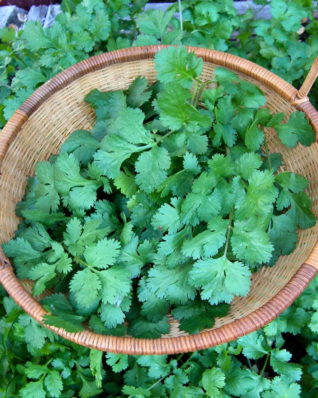 How To Grow Cilantro For Longer Harvesting