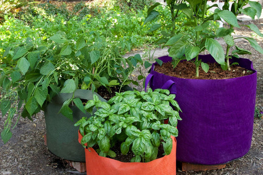 Container Gardening