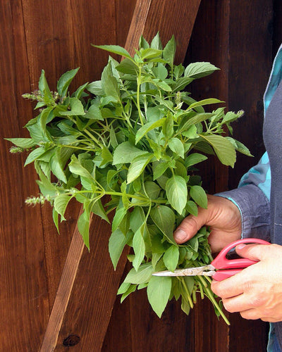 Cutting Basil For Lasting Harvests