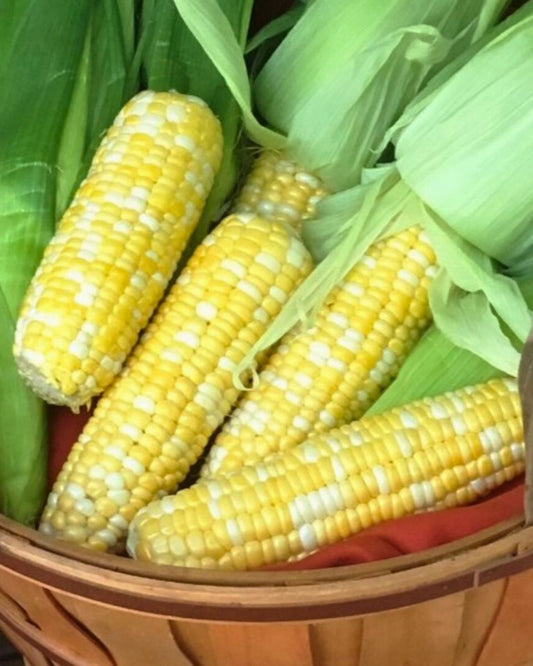 Fresh Tomato Corn Soup