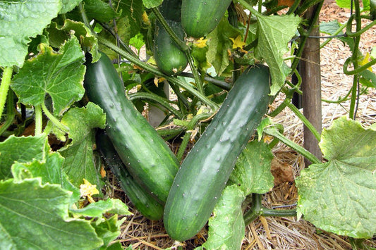 Beth’s Guide for Growing the Cucurbit Family