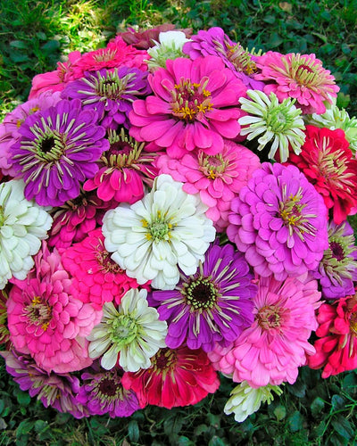 Cutting Zinnias For Bouquets