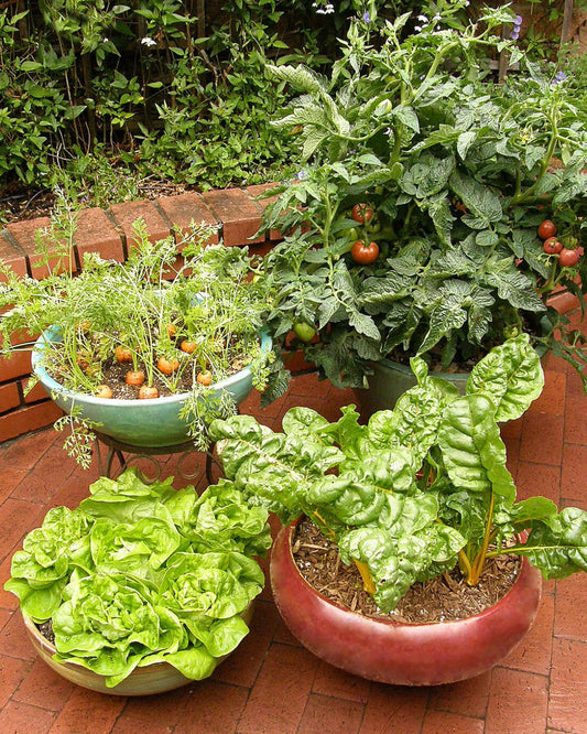 Planting Vegetables In Containers