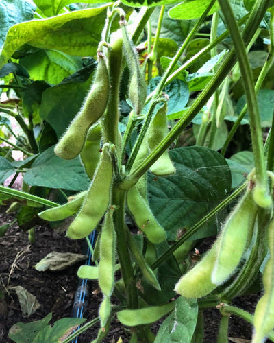 Harvesting and Preparing Edamame