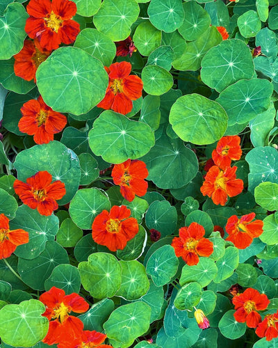 Selecting Edible Flowers