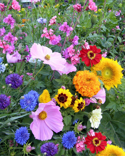 Growing Your Endless Bouquet Garden