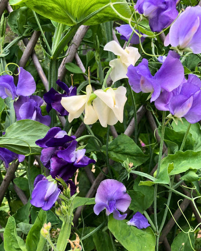 Growing Fabulous Fragrant Sweet Peas