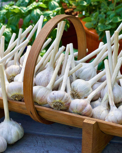 Plant, Grow and Harvest Great Garlic