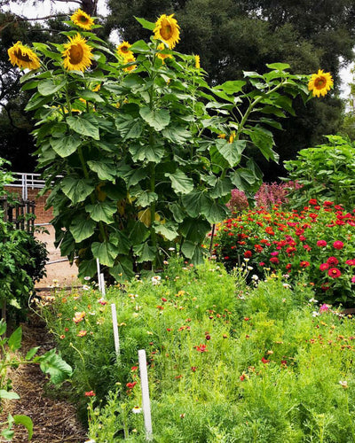 How To Grow Giant Sunflowers