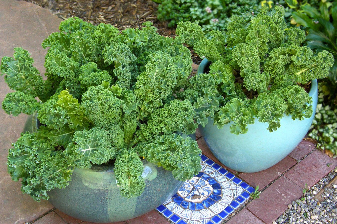 Cool Kale