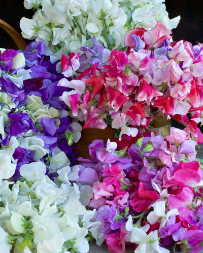 How to Start and Grow Sweet Peas