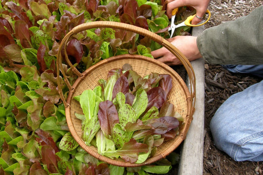 Growing Delicious Mesclun Mixes