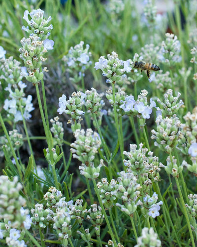 Harvesting And Drying Lavender