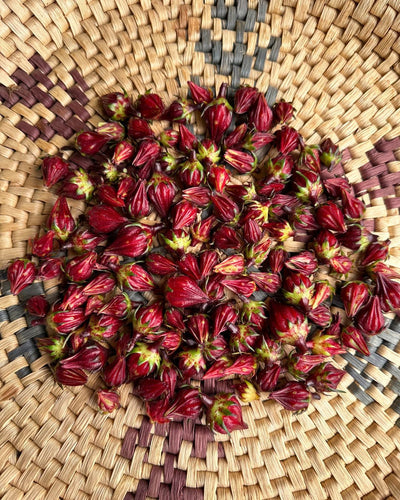 Harvesting Your Herbal Tea Hibiscus