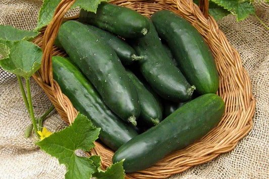 Important Tips For Growing Cucumbers