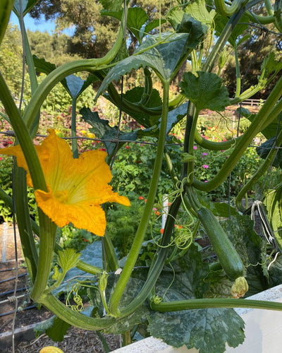 Growing Incredible Escalator Climbing Zucchini