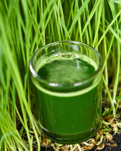 Juicing Nutritious Homegrown Wheatgrass