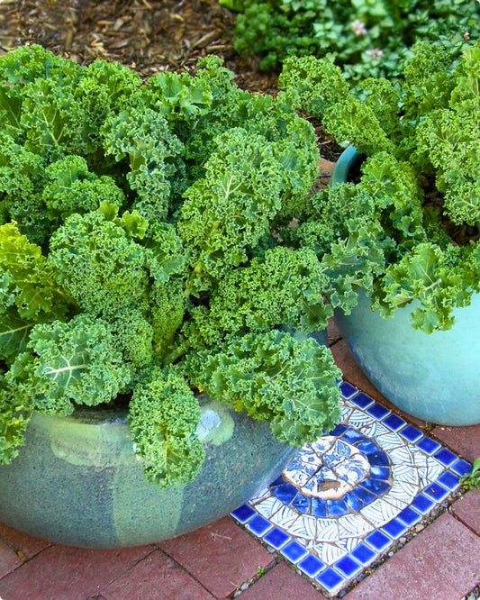 Fresh Kale Salad With Peanut And Lime Dressing