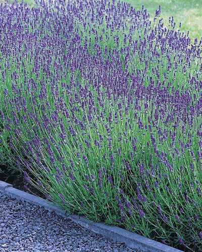 Preparing And Making Lavender Sachets