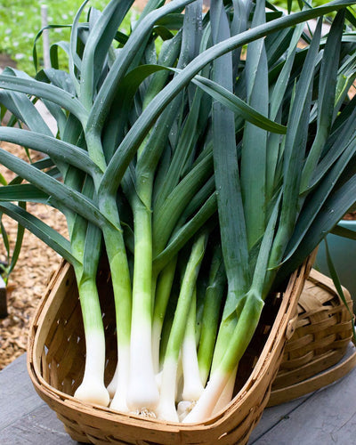 Growing Leeks From Seed