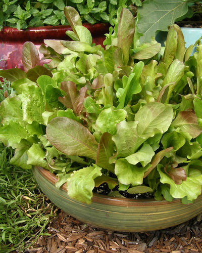 Grow Baby Leaf Mesclun Lettuce