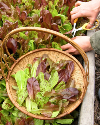 Grow "Cut and Come Again" Mesclun Lettuce